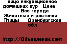 яйцо инкубационное домашних кур › Цена ­ 25 - Все города Животные и растения » Птицы   . Оренбургская обл.